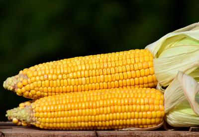 Corn on the Cob